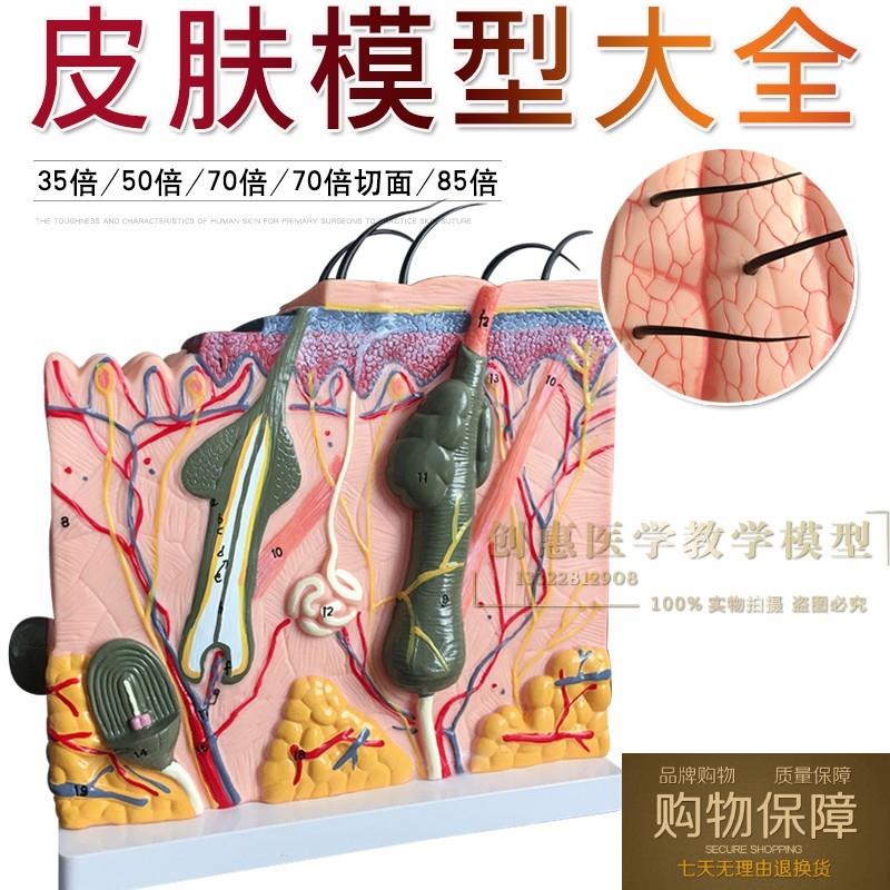 皮肤切面模型 人体皮肤层次切面放大 皮肤解剖模型 皮肤模型教具