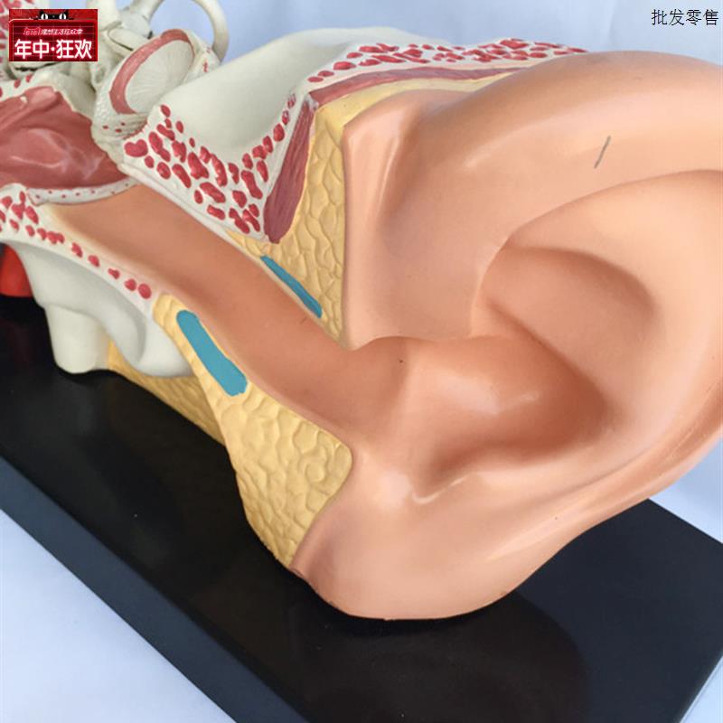 耳模型人耳结构造解剖模型外耳朵听觉系统听力H教学模型内耳耳蜗