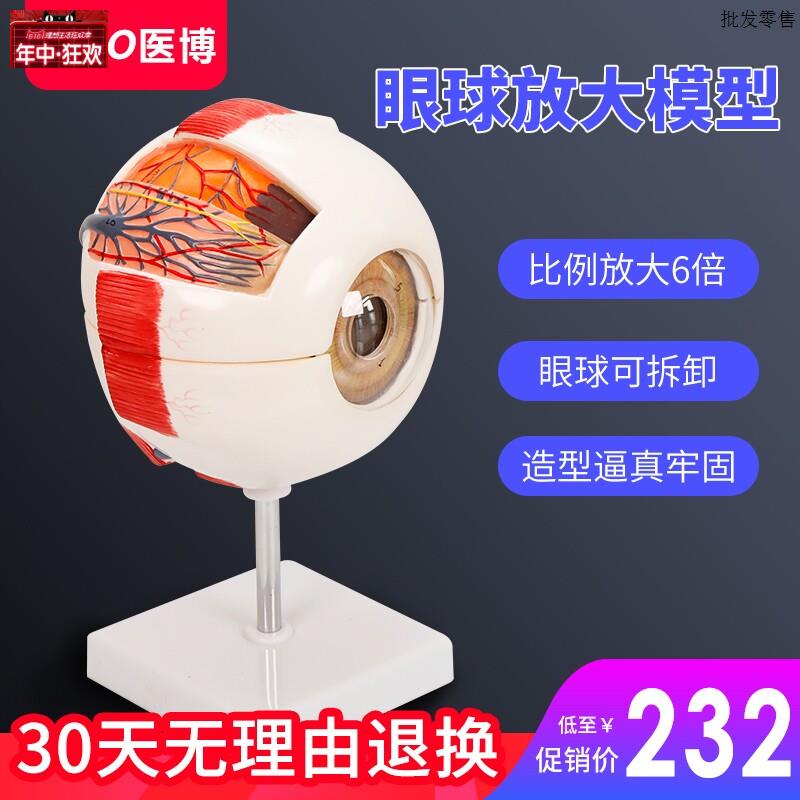 人体眼球模型眼睛眼球结构W解刨模型医用人体眼睛放大模型教学