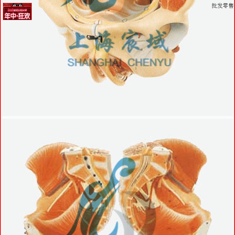 直销穴位精H准女性骨盆附生殖器官与血管神经模型/解剖模型A15107