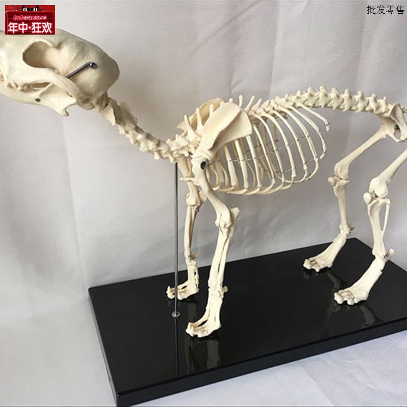 狗骨架模型动物犬骨骼兽T医教学教具犬骨架犬科教学宠物头尾可拆