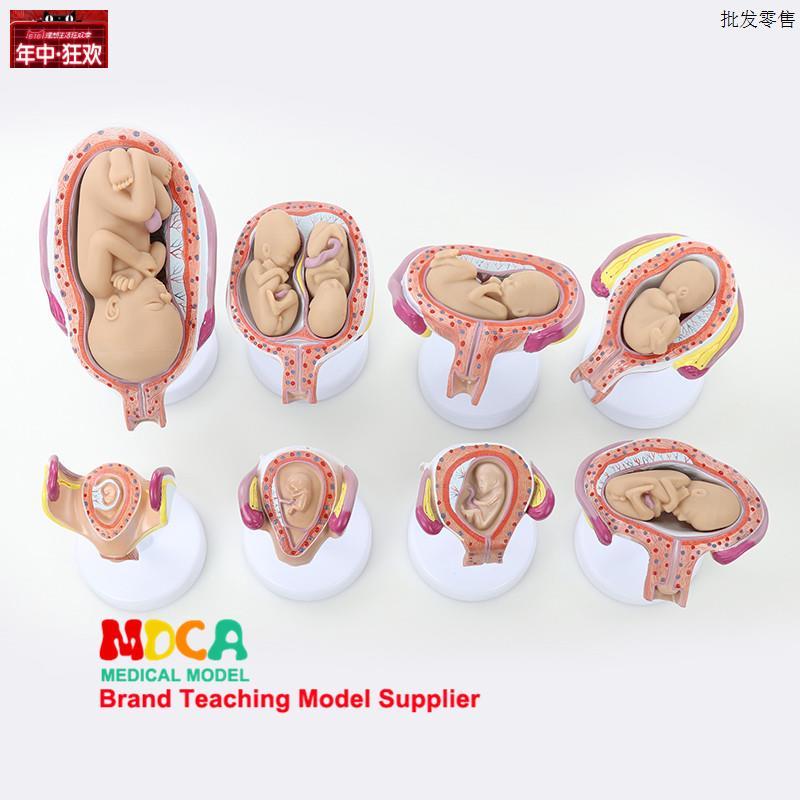 妊娠胚胎发育模型胎教妇科模A型婴儿胎儿发育过程医学教学MPT004