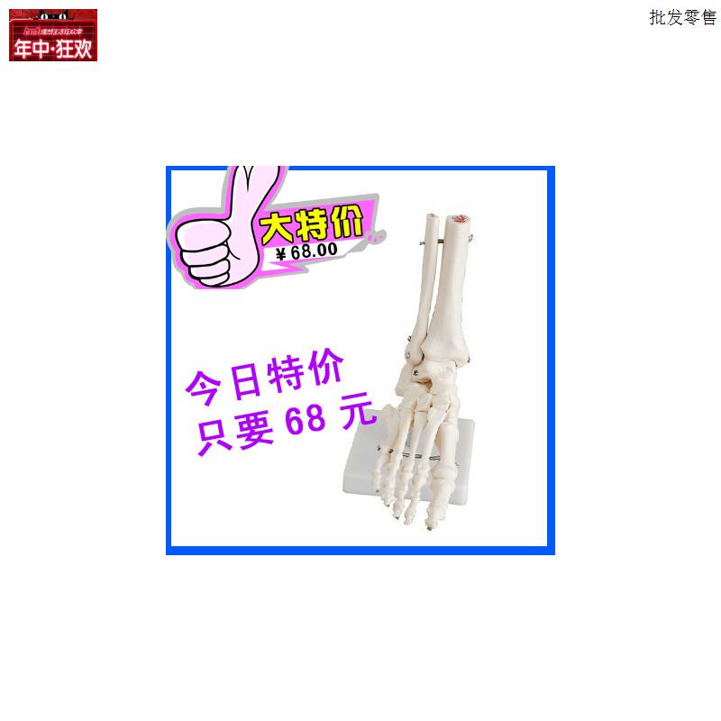 自然大脚关节模型c踝关节模型人体骨骼足部模型教学培训专用人