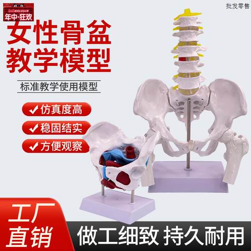 可弯曲活动教m学彷真女性骨盆及子宫模型盆腔结构膀胱盆底肌肉康