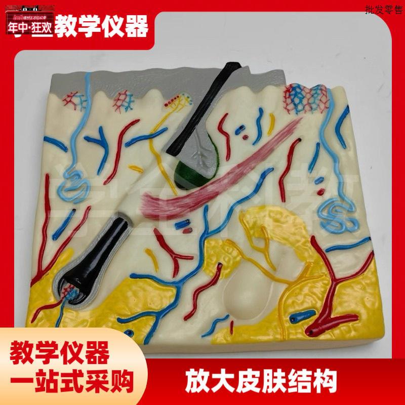放大皮肤毛发结构解剖人体模型组织层次构造毛囊立K体生物医学教