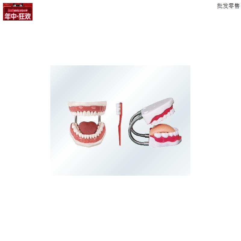 牙护理保健模型/牙齿护理模型/牙X齿口腔模型