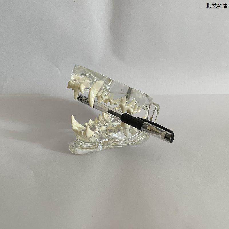 猫咪牙齿模型口腔颚骨下颌b猫科动物兽医药宠物猫透明动物医生教