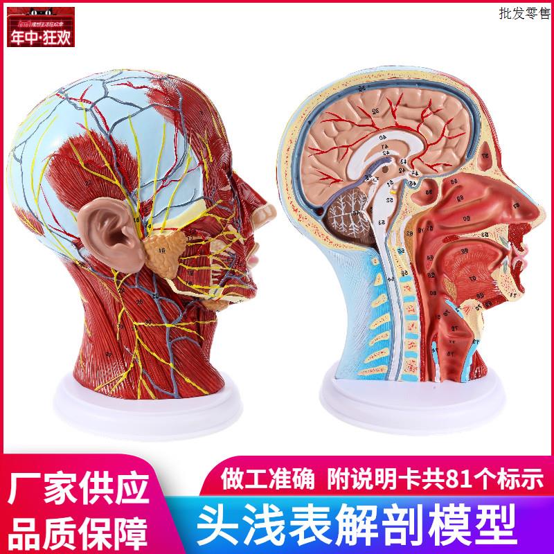 头部矢状切面解剖头颈部解剖耳鼻喉科血管神f经大脑模型头浅表模