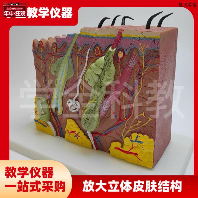 放大立体皮肤结构模型解剖人体模型组织层次构造医学美x容立体整