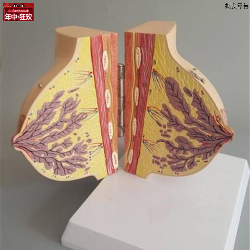 哺乳期女性乳房解剖模型r人体胸部模具剖面结构妇科示教教学标本