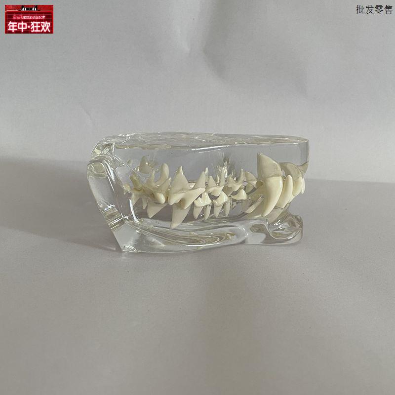 犬牙齿模型上l下颚骨透明狗牙齿模具兽医教学模具动物医院兽医示