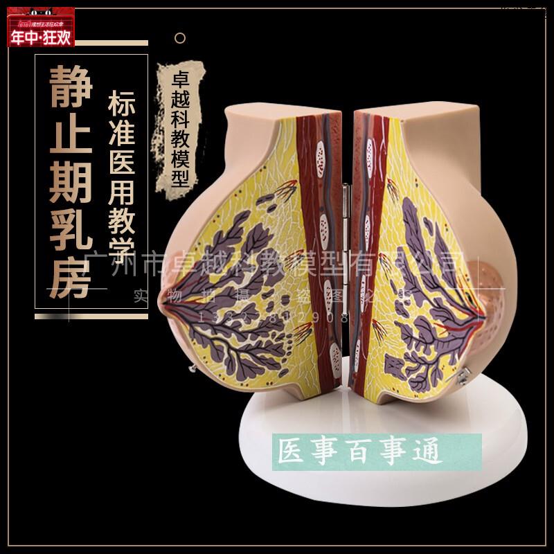 哺乳期乳房模具乳房解剖模型催乳师培训乳房y演示模型乳腺月嫂培