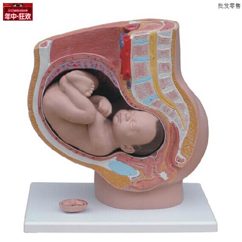 女性矢状解剖(4g件)人体生殖系统解剖模型足月胎儿模型怀孕十月