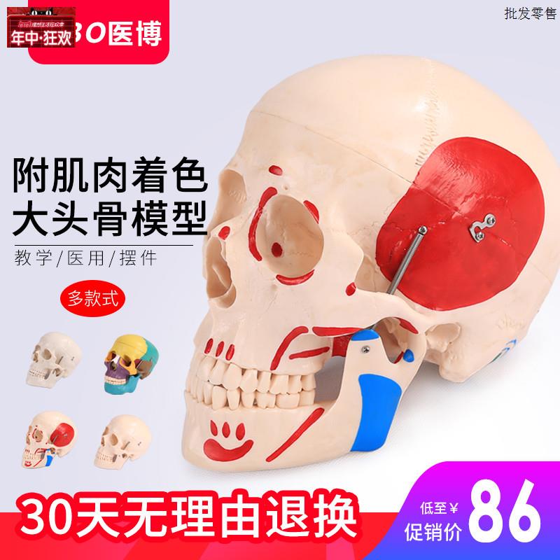 彷真人头骨模型自然W大头骨颅骨模型医学人头骨可拆卸骷髅头模