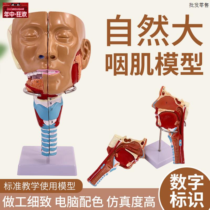 高级鼻口咽喉腔模型头颈面部解剖e喉肌肉甲状腺神经血管耳鼻喉