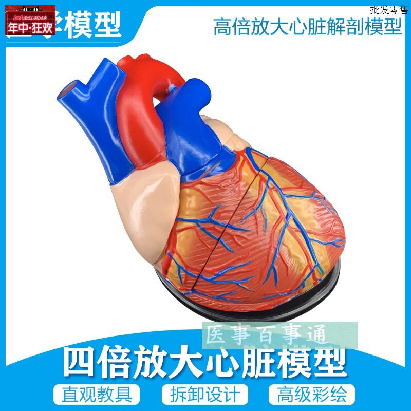正品放大人体心脏模型B超彩超w声医用心内科心脏解剖教学模型包邮