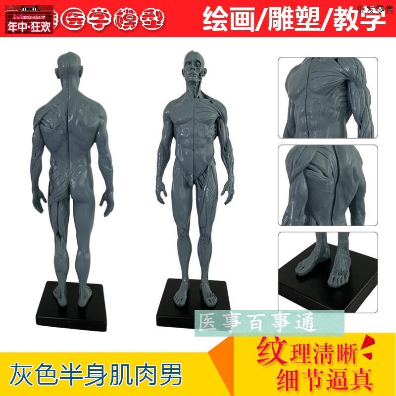 树脂骷髅A头绘画半身像人头骨艺用人体肌肉骨骼解剖结构模型灰色