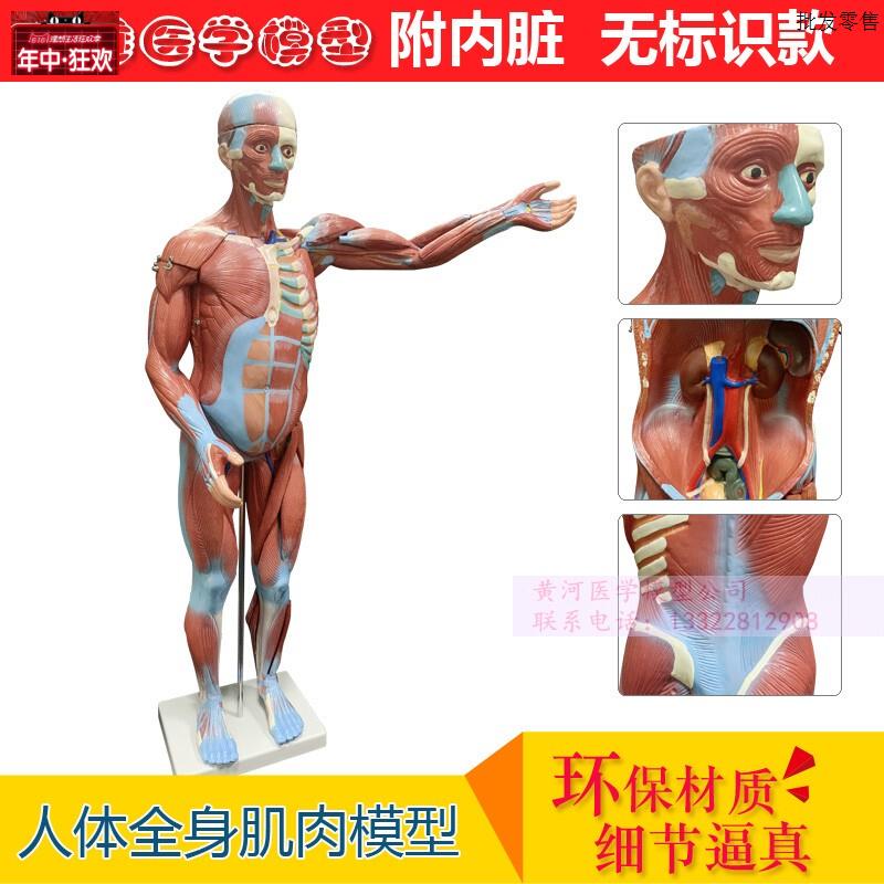 80cm人体全h身肌肉模型肌肉解剖人体肌肉结构造内脏展示教学教具