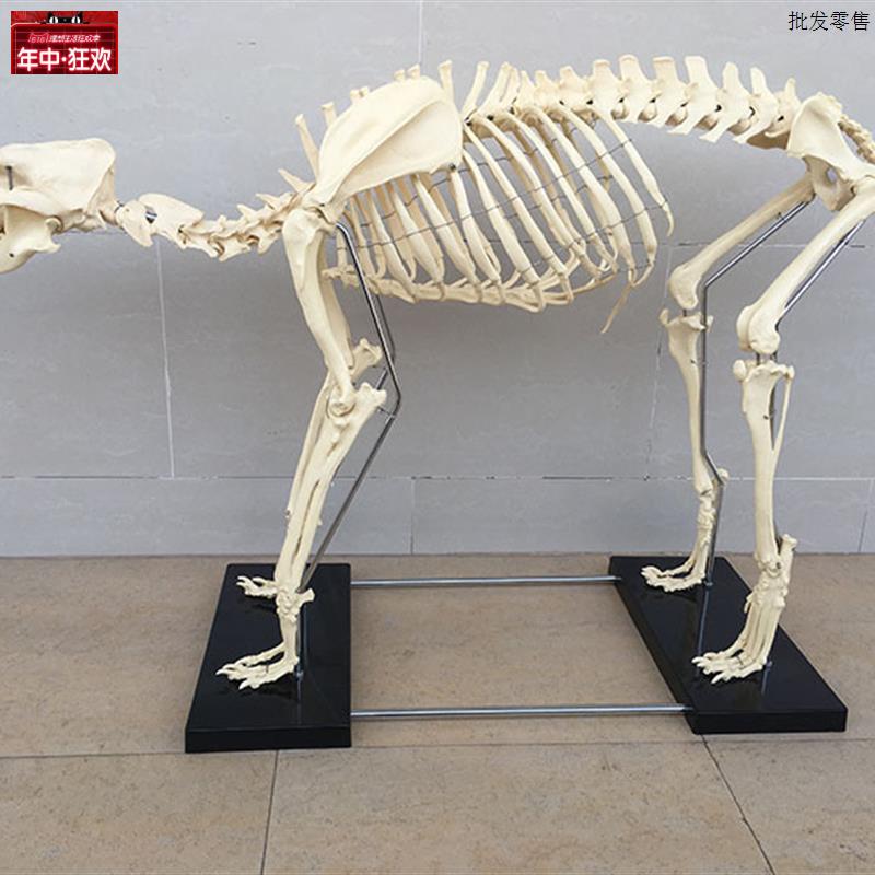 狗骨架动物p骨骼宠物兽医教学模型医学教具犬科教学畜牧厂家直销