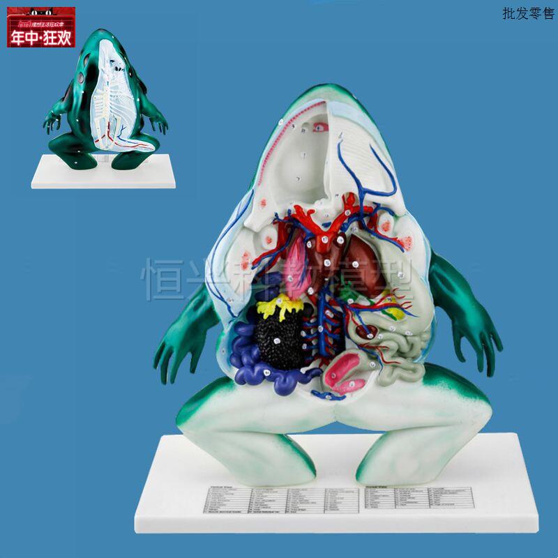 青蛙解剖模型仿真内脏标本蛙胚发育过程蛙发育顺序生物w教实验仪