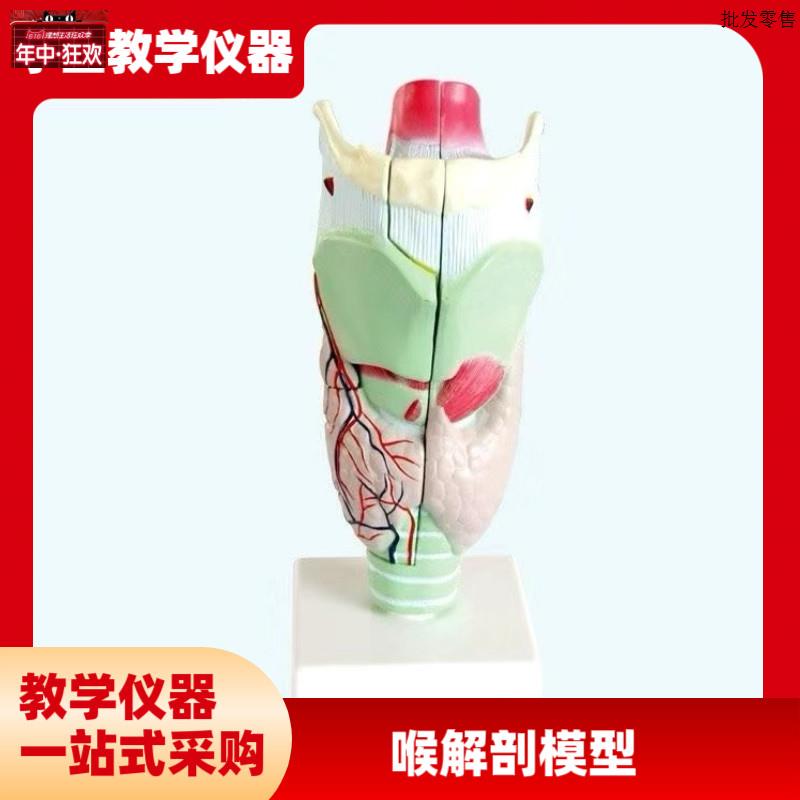 喉咙解剖咽喉模型放大标本喉部血R管甲状腺喉结头医院教学模型