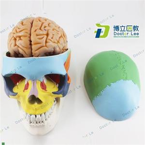 "彩色人体a骷髅头模型头颅骨模型大脑模型头骨带脑模型医用可拆卸