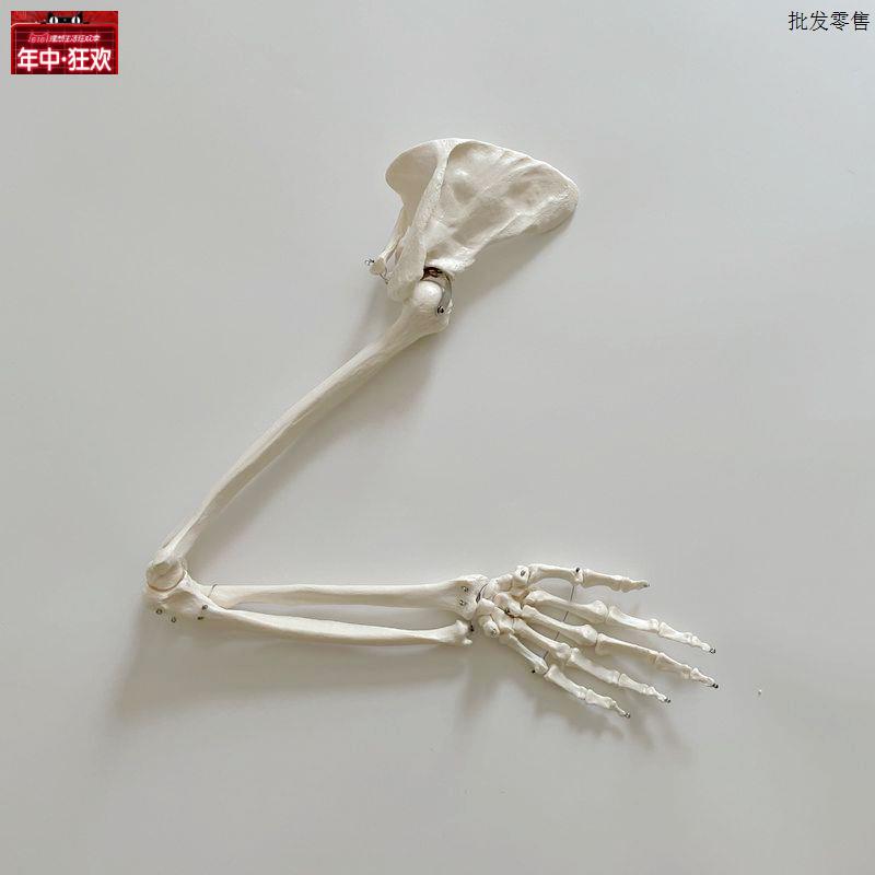 上肢骨模型肩关节锁骨肘关节手腕手指活动造型医用美j术道具塑胶