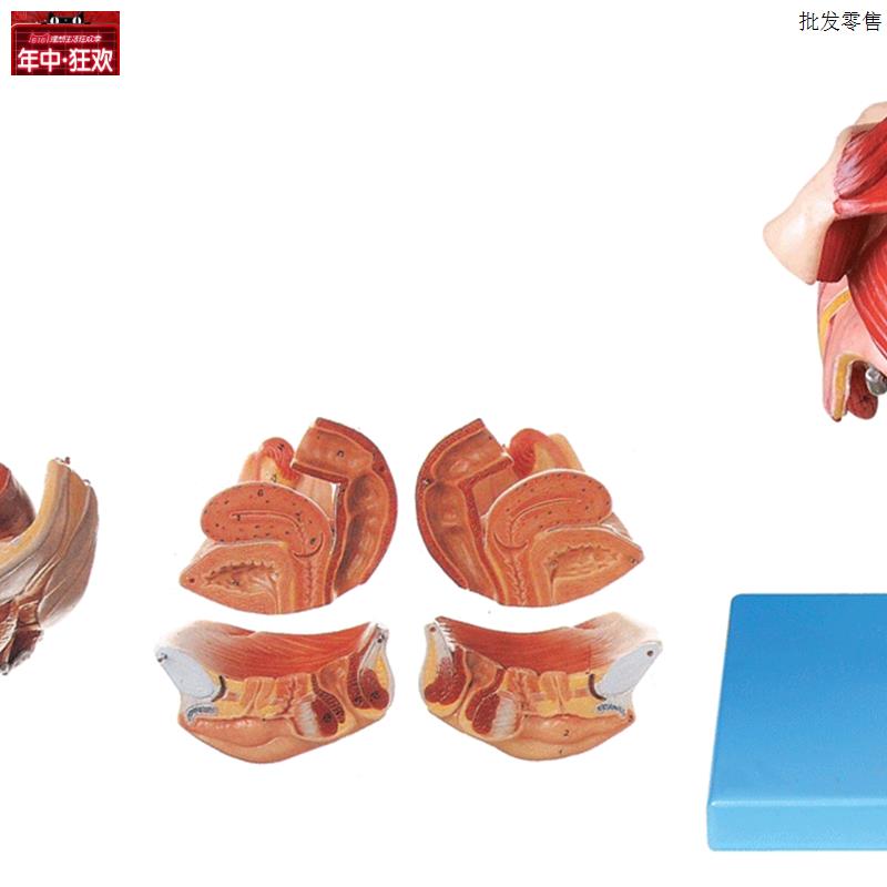 女性生殖器J官结构模型A15105