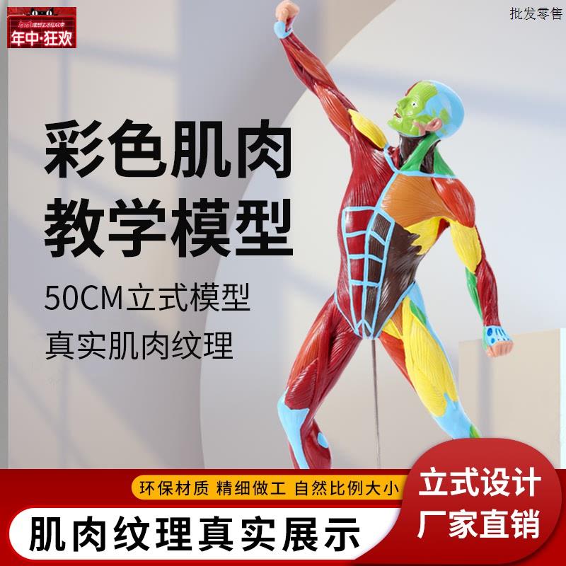 美术绘画素描彩色50CM肌肉人体模型全身肌肉解剖健A身运动系统模
