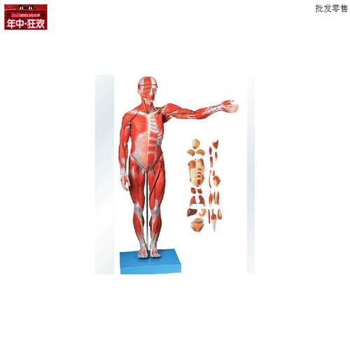 厂家直销人体全身肌肉附内脏解剖模型(缩小模x型)GD/A11301/1