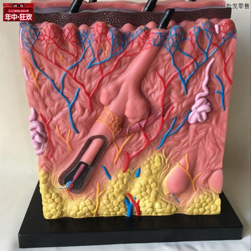 皮肤结构u解剖模型痤疮表皮解剖层次立体构造缝合真皮表皮皮下组