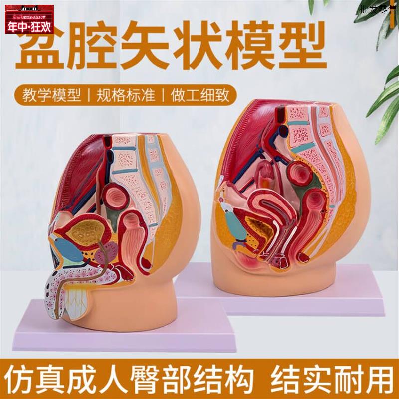 教学仿真女盆腔模型女性泌C尿生殖系统标本正中矢状切人体解剖医