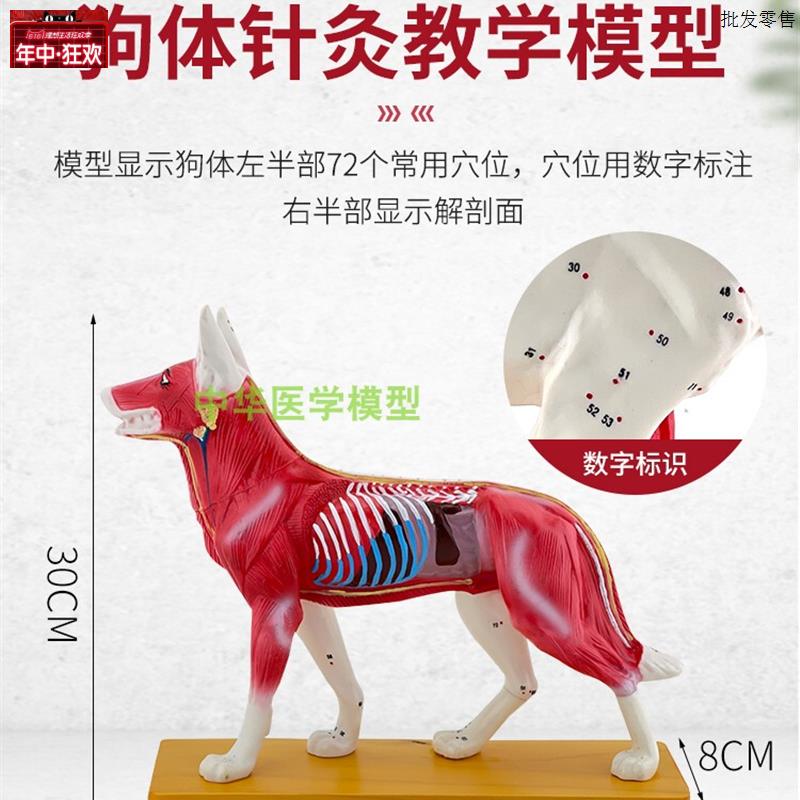 正品狗针灸模型动物解剖模型c宠物模型犬针灸腧穴模型