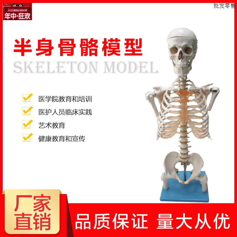 半身人体骨骼模型骨架模型解剖学艺d术教学演示医学科研骨骼模型