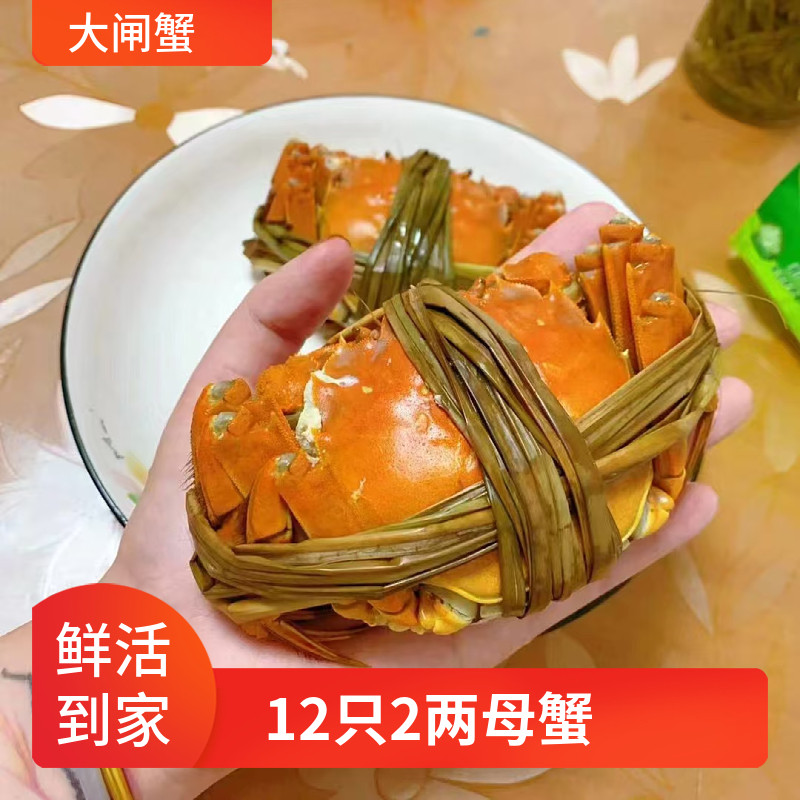 螃蟹鲜活全母净重规格1.8-2.0