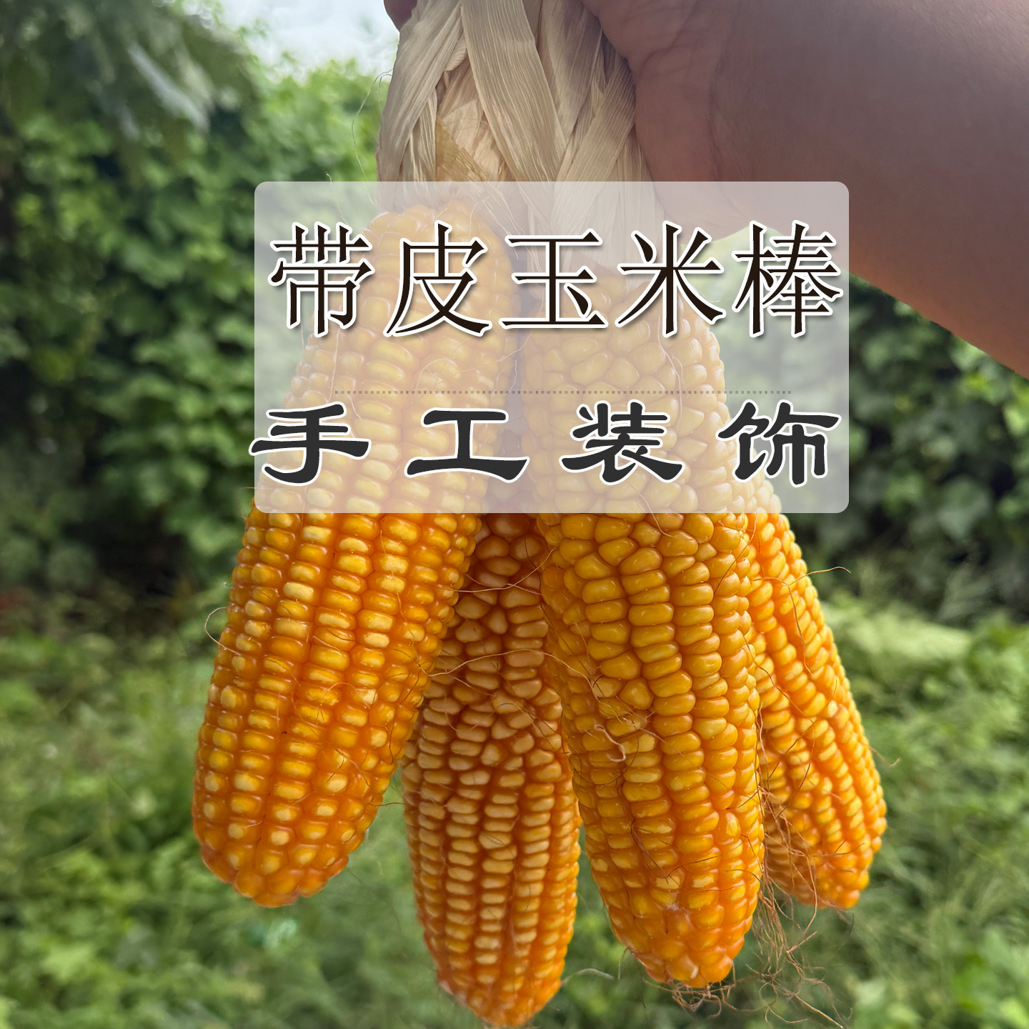 玉米棒晒干带皮幼儿园装饰教学道具老玉米串农作物摆件当季新货