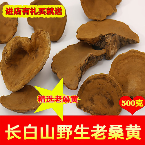 西藏桑黄野生高龄桑树