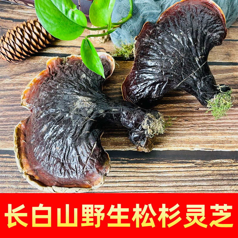 野生灵芝正品长白山野生灵芝干货赤灵芝非西藏松衫灵芝整枝