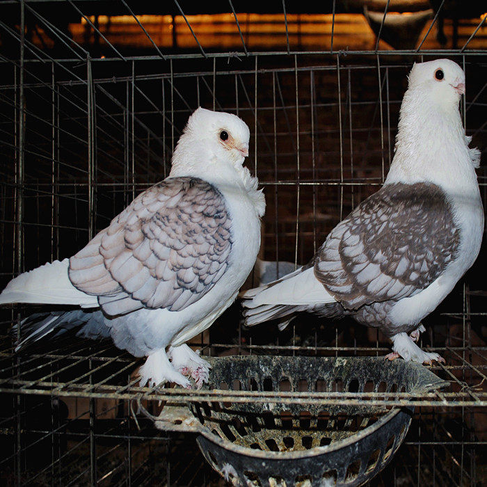 鸽子活体下蛋白羽王鸽子淑女巴库观赏鸽成年种鸽一对或2只包邮|ruв категории животное/Животное питание и принадлежностей, птиц и принадлежностей, птица - от Buy2taobao.com для оказания профессиональной услуги покупки агента Taobao