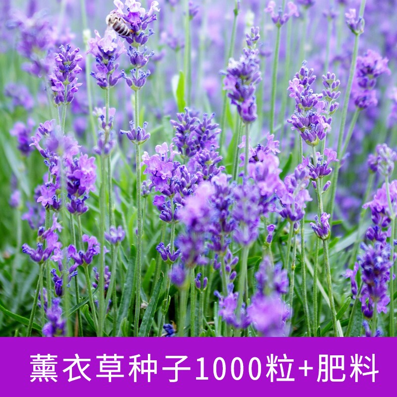 Lavender seed Potted plant Four seasons Easy species Provence Flower plant Seedlings Flower Sea courtyardin the Flower delivery/Flowers simulation/Plants gardening , Flowers/Fruits and vegetables/Lawn seed (New) , Home &amp; Garden Seeds  category - from Buy2taobao.com to provide professional Taobao agent buy service