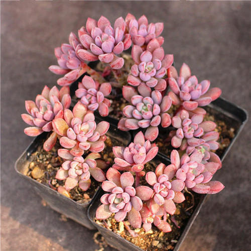 紫色多肉植物多少钱 紫色多肉植物价格 小麦优选