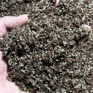 油葫芦黑蟋蟀卵白蟋蟀虫卵养殖场直发高密度高成活高孵化现货速发