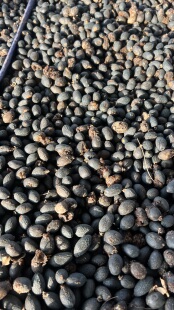 蒲葵果佛眼菩提原料原籽可做手串手持装饰配饰一斤装500g天然木质