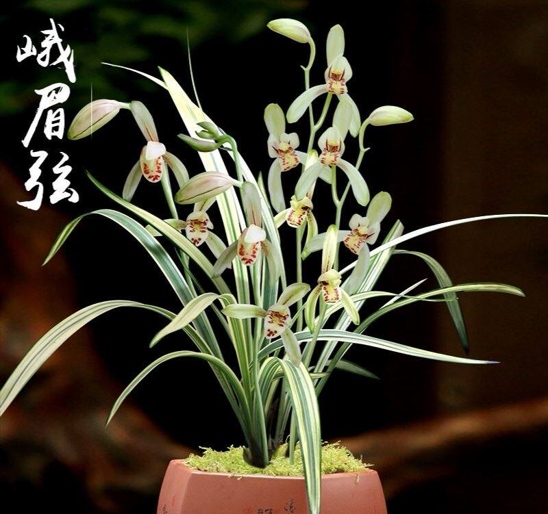 峨眉弦 四季兰 建兰八大 高级线艺