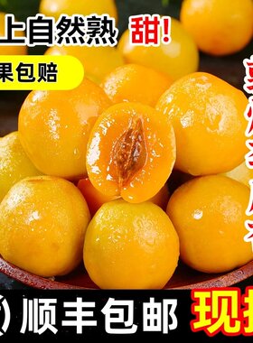 正宗李广杏敦煌新鲜杏子5