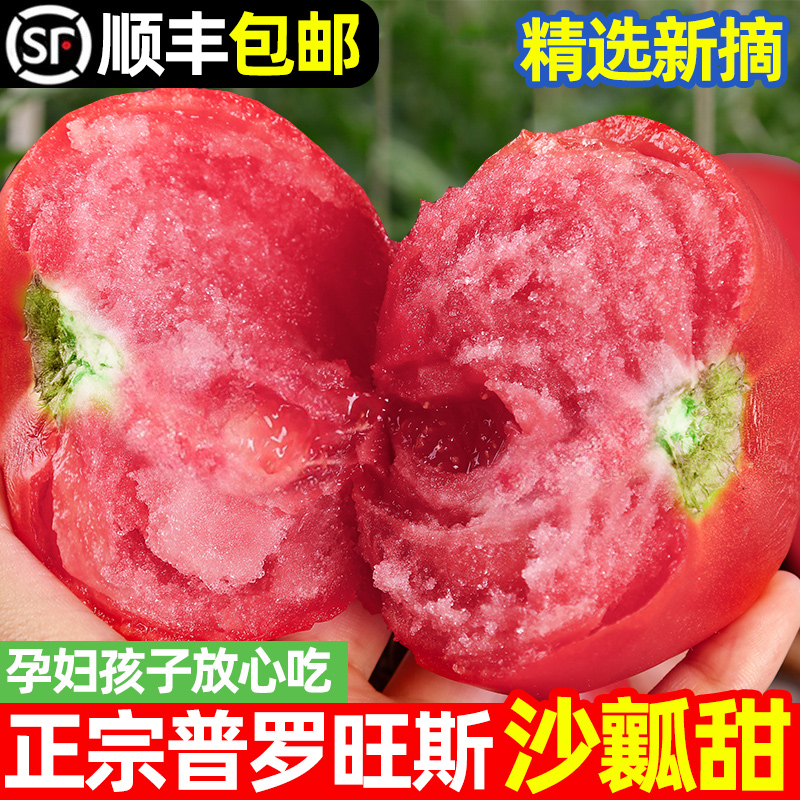 新疆普罗旺斯西红柿大番茄