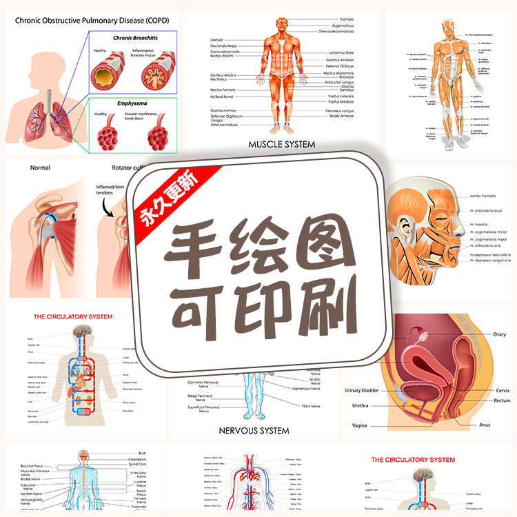 人体由细胞组成的图片图片