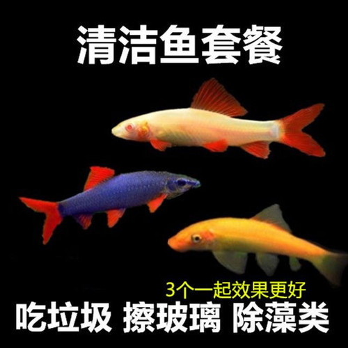 彩虹鲨清洁鱼金苔鼠热带观赏鱼青苔老鼠除藻粪便活体工具鱼清道夫