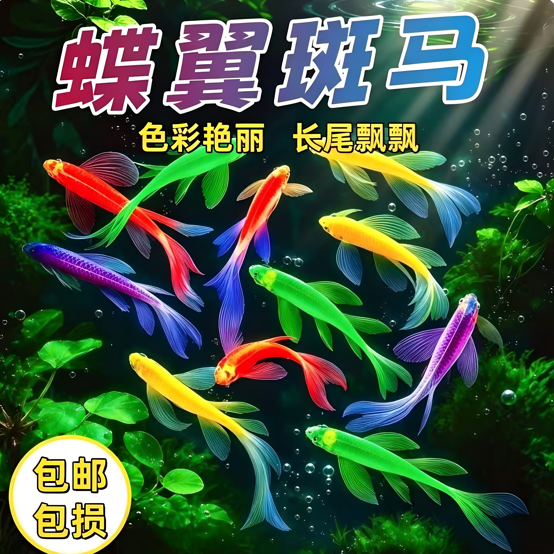 蝶翼斑马鱼长尾荧光糖果小型热带淡水观赏鱼活体鱼苗冷水彩色小鱼
