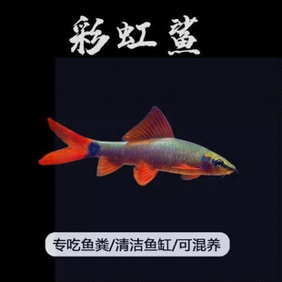 彩虹鲨清道夫淡水鱼清洁鱼缸藻类残渣鱼粪工具鱼热带观赏鱼吃粪便